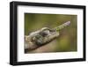 Lance-nosed chameleon (Calumma gallus), Andasibe-Mantadia National Park. Madagascar-Emanuele Biggi-Framed Photographic Print