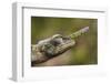 Lance-nosed chameleon (Calumma gallus), Andasibe-Mantadia National Park. Madagascar-Emanuele Biggi-Framed Photographic Print