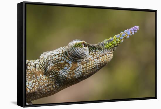 Lance-nosed chameleon (Calumma gallus), Andasibe-Mantadia National Park. Madagascar-Emanuele Biggi-Framed Stretched Canvas