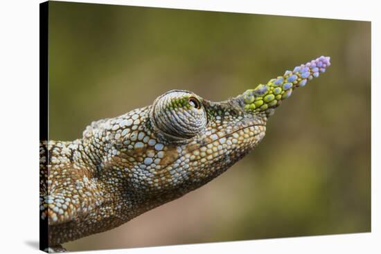 Lance-nosed chameleon (Calumma gallus), Andasibe-Mantadia National Park. Madagascar-Emanuele Biggi-Stretched Canvas