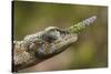 Lance-nosed chameleon (Calumma gallus), Andasibe-Mantadia National Park. Madagascar-Emanuele Biggi-Stretched Canvas