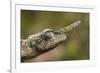 Lance-nosed chameleon (Calumma gallus), Andasibe-Mantadia National Park. Madagascar-Emanuele Biggi-Framed Photographic Print