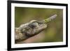 Lance-nosed chameleon (Calumma gallus), Andasibe-Mantadia National Park. Madagascar-Emanuele Biggi-Framed Photographic Print