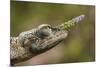 Lance-nosed chameleon (Calumma gallus), Andasibe-Mantadia National Park. Madagascar-Emanuele Biggi-Mounted Photographic Print