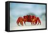Land Crab Single Crab on Beach Close Up-null-Framed Stretched Canvas