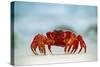 Land Crab Single Crab on Beach Close Up-null-Stretched Canvas