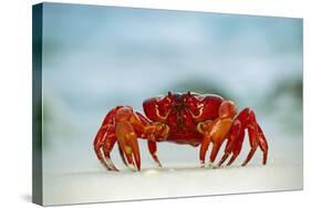 Land Crab Single Crab on Beach Close Up-null-Stretched Canvas