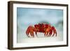 Land Crab Single Crab on Beach Close Up-null-Framed Photographic Print