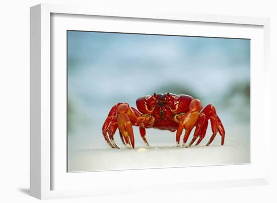 Land Crab Single Crab on Beach Close Up-null-Framed Photographic Print