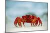 Land Crab Single Crab on Beach Close Up-null-Mounted Photographic Print
