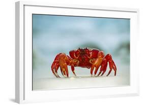 Land Crab Single Crab on Beach Close Up-null-Framed Photographic Print