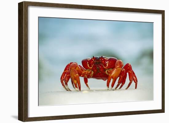 Land Crab Single Crab on Beach Close Up-null-Framed Photographic Print