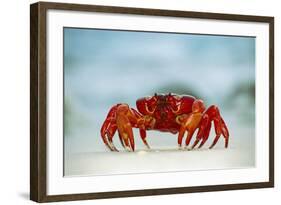 Land Crab Single Crab on Beach Close Up-null-Framed Photographic Print