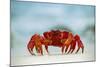 Land Crab Single Crab on Beach Close Up-null-Mounted Photographic Print