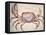 Land Crab-John White-Framed Stretched Canvas