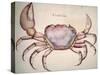 Land Crab-John White-Stretched Canvas