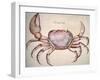 Land Crab-John White-Framed Giclee Print