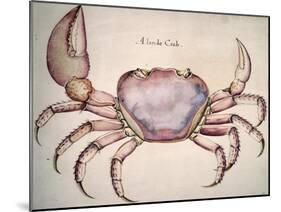 Land Crab-John White-Mounted Giclee Print