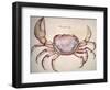 Land Crab-John White-Framed Giclee Print