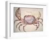 Land Crab-John White-Framed Giclee Print