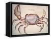 Land Crab-John White-Framed Stretched Canvas