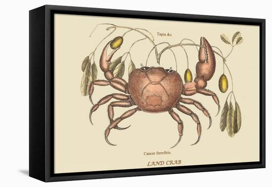 Land Crab-Mark Catesby-Framed Stretched Canvas