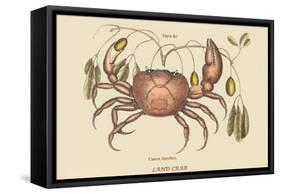 Land Crab-Mark Catesby-Framed Stretched Canvas