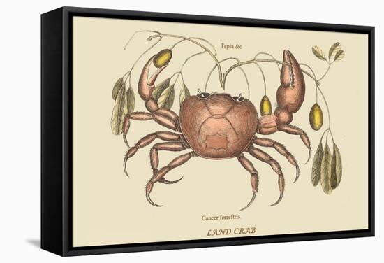 Land Crab-Mark Catesby-Framed Stretched Canvas