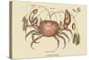 Land Crab-Mark Catesby-Stretched Canvas