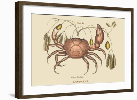 Land Crab-Mark Catesby-Framed Art Print