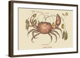 Land Crab-Mark Catesby-Framed Art Print