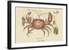 Land Crab-Mark Catesby-Framed Art Print