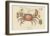 Land Crab-Mark Catesby-Framed Art Print