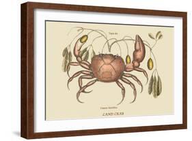 Land Crab-Mark Catesby-Framed Art Print