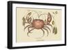 Land Crab-Mark Catesby-Framed Art Print