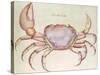 Land Crab-John White-Stretched Canvas