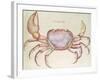 Land Crab-John White-Framed Giclee Print