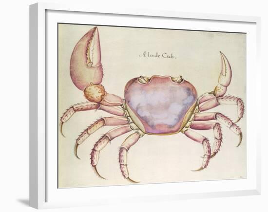 Land Crab-John White-Framed Giclee Print