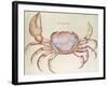 Land Crab-John White-Framed Giclee Print