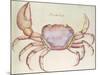 Land Crab-John White-Mounted Giclee Print