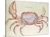 Land Crab-John White-Stretched Canvas