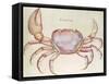 Land Crab-John White-Framed Stretched Canvas