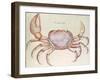 Land Crab-John White-Framed Giclee Print