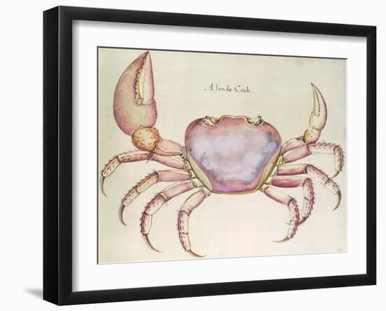 Land Crab-John White-Framed Giclee Print