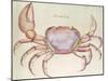 Land Crab-John White-Mounted Giclee Print