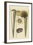 Land Frog-Mark Catesby-Framed Art Print