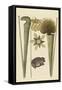 Land Frog-Mark Catesby-Framed Stretched Canvas