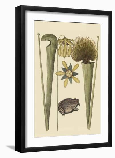 Land Frog-Mark Catesby-Framed Art Print