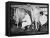 Land Girls Milking Cows at a Dairy Farm in Hartley, Kent During World War II-Robert Hunt-Framed Stretched Canvas