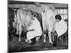 Land Girls Milking Cows at a Dairy Farm in Hartley, Kent During World War II-Robert Hunt-Mounted Photographic Print